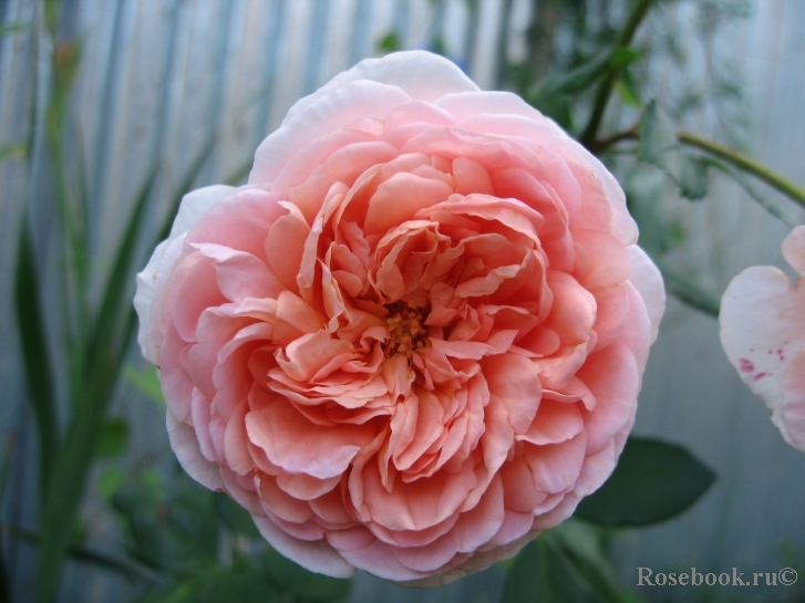 Abraham Darby