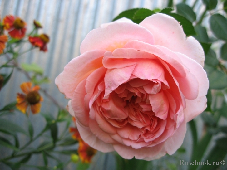 Abraham Darby