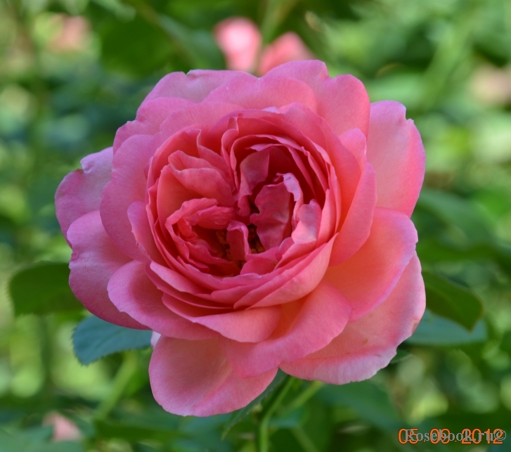 La Rose de Molinard ®