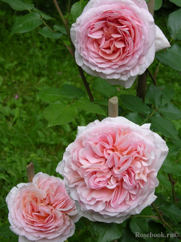 Abraham Darby