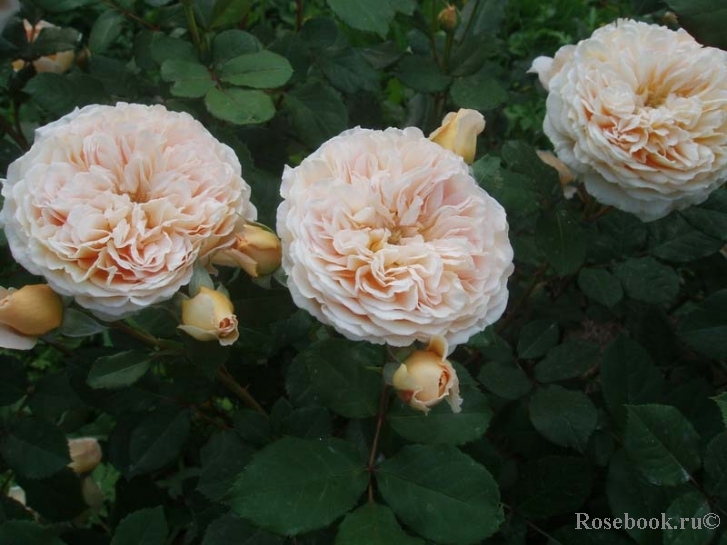 Crown Princess Margareta®