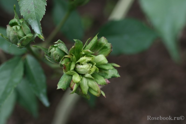 Viridiflora