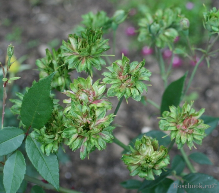 Viridiflora