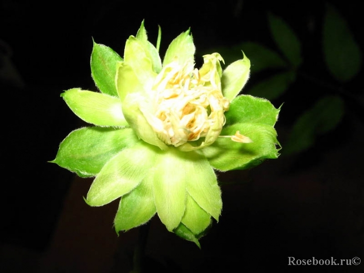 Viridiflora