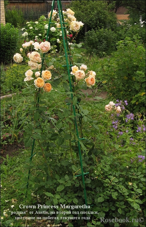 Crown Princess Margareta®