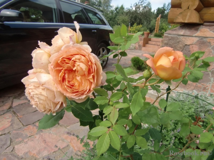 Lady of Shalott 