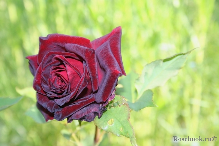 Black Baccara