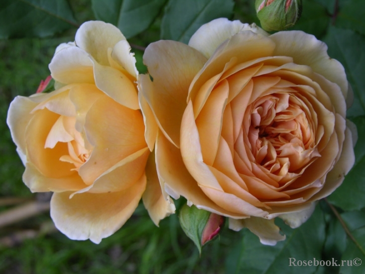 Crown Princess Margareta®