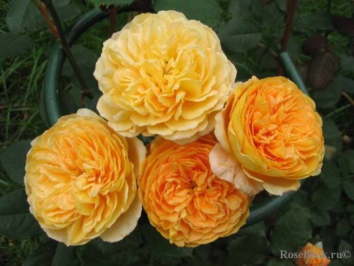 Crown Princess Margareta®