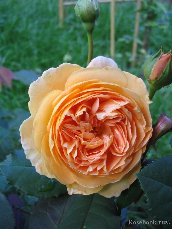 Crown Princess Margareta®