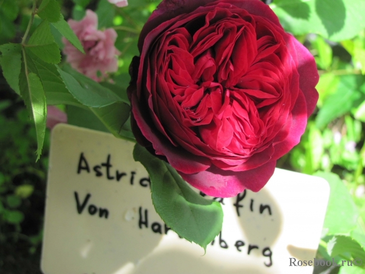 Astrid Grafin von Hardenberg