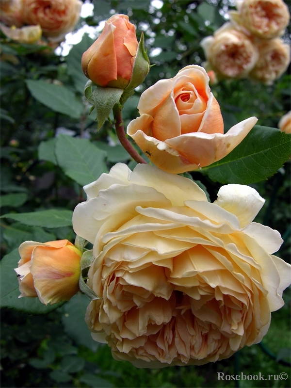 Crown Princess Margareta®