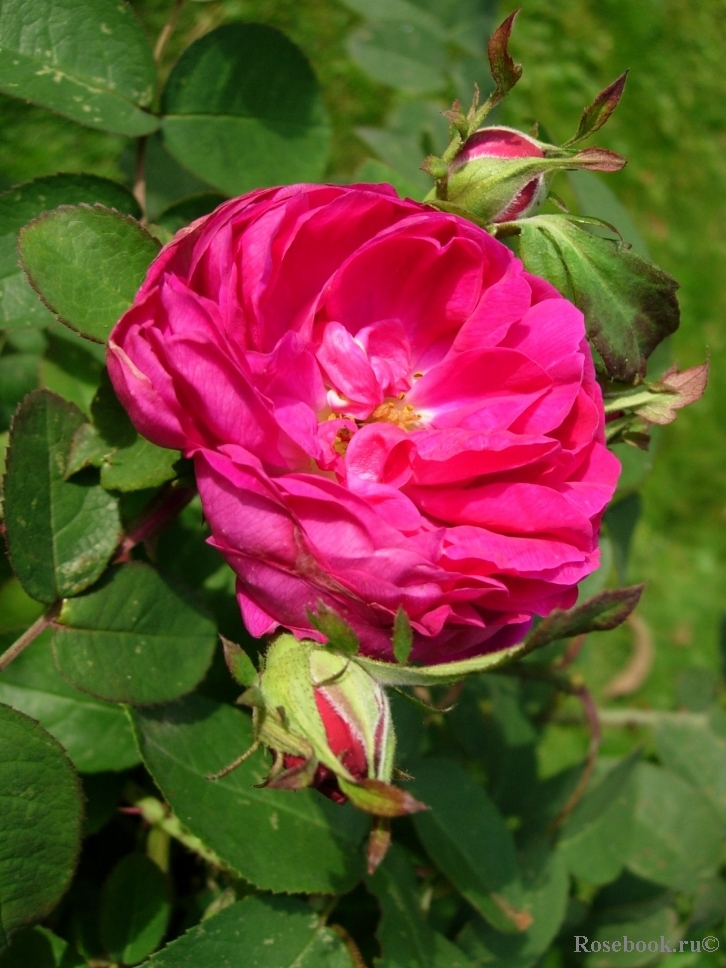 Rose de Rescht