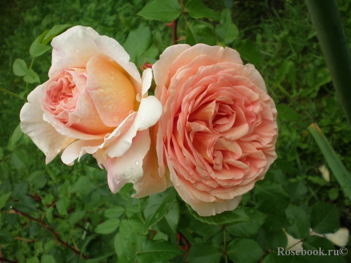 Abraham Darby