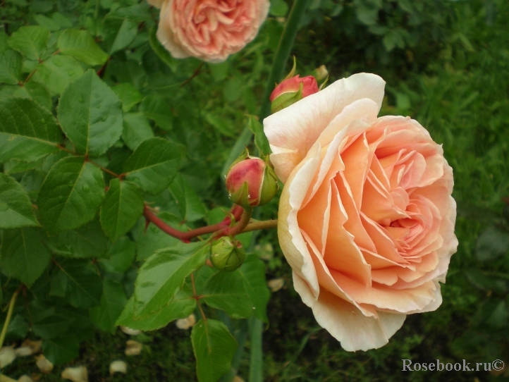 Abraham Darby