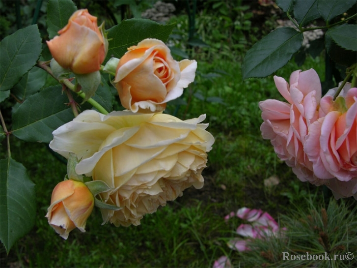 Crown Princess Margareta®