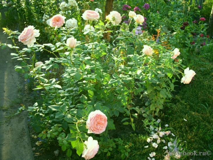 Abraham Darby