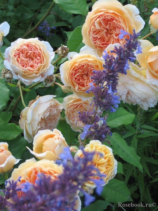 Crown Princess Margareta®