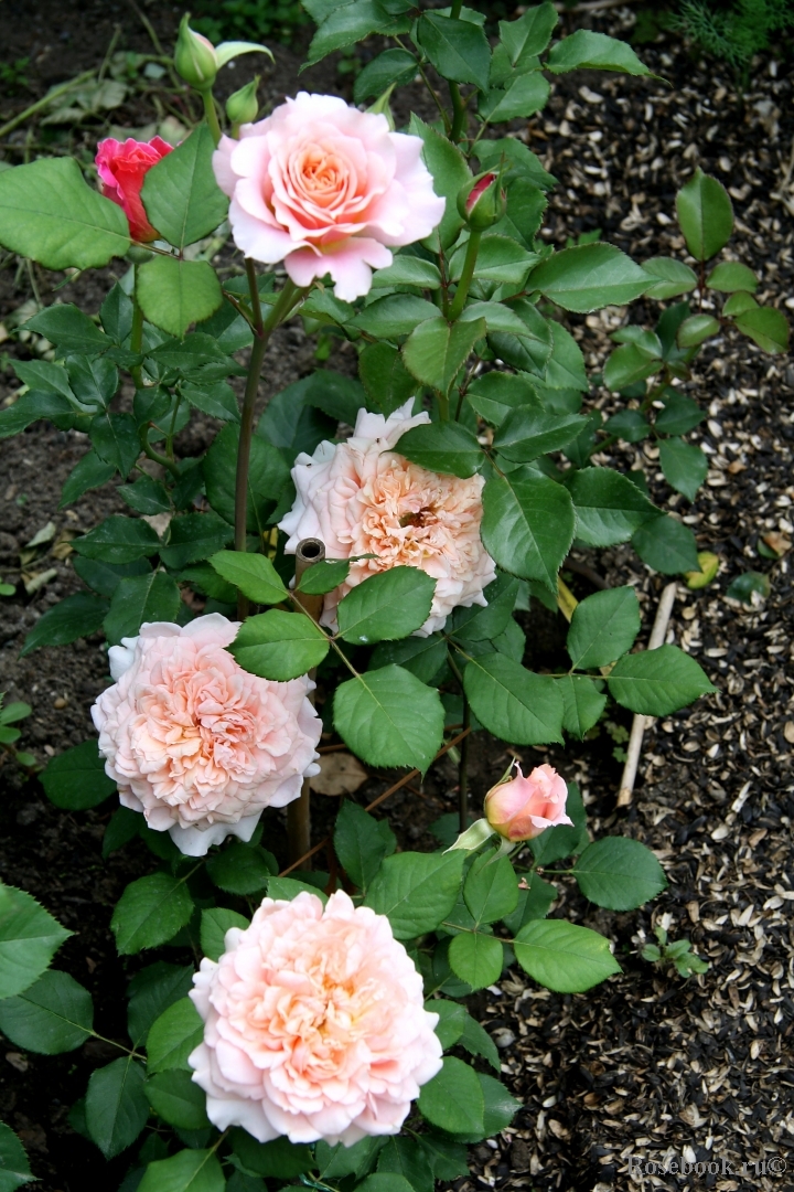 Festival des Jardins de Chaumont