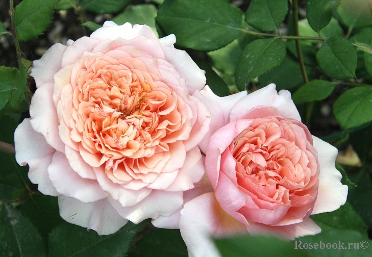 Festival des Jardins de Chaumont