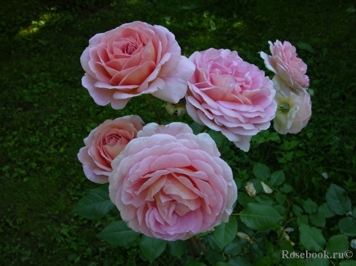 Abraham Darby