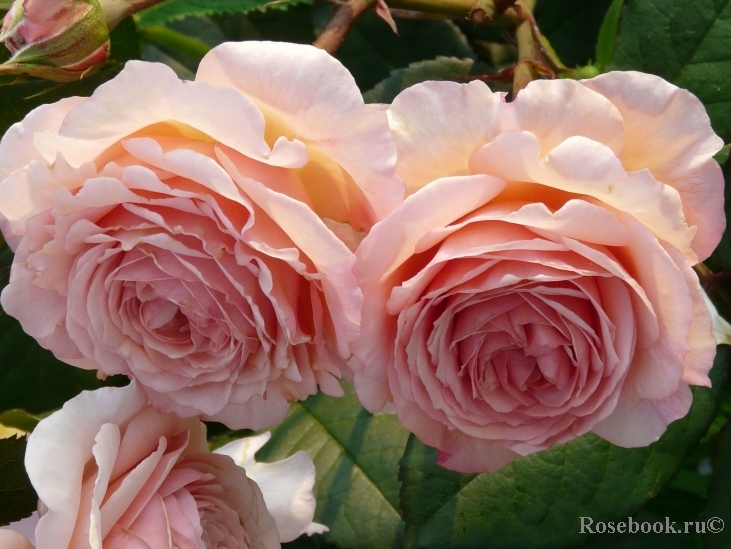 A Shropshire Lad