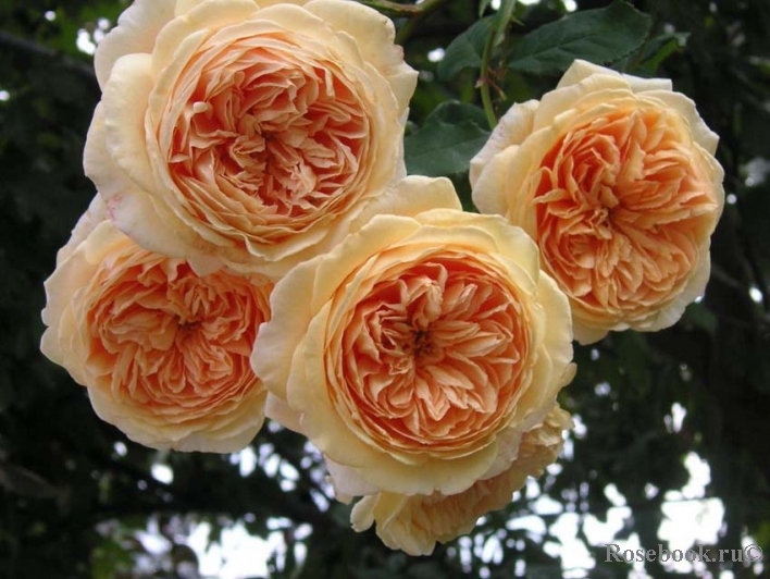 Crown Princess Margareta®