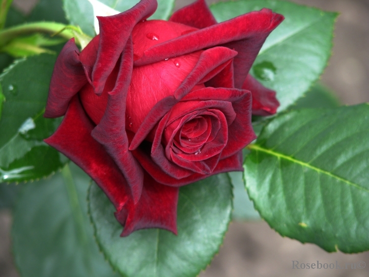 Black Baccara