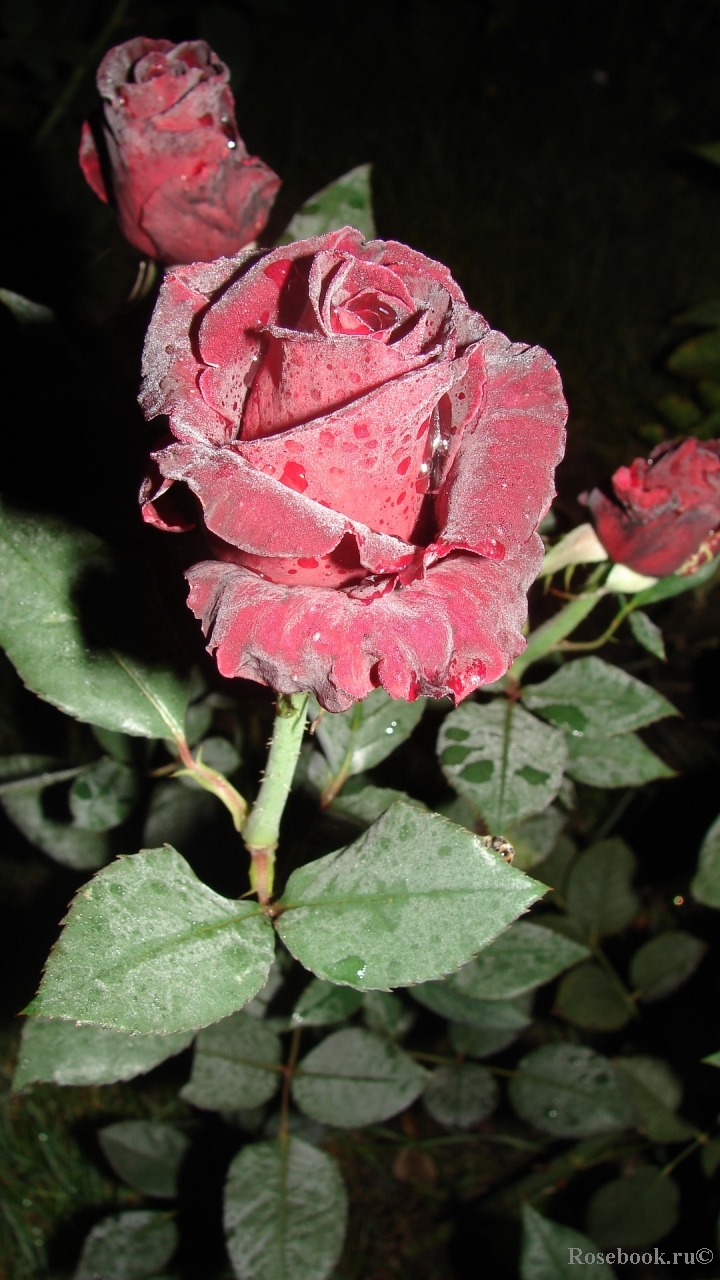 Black Baccara