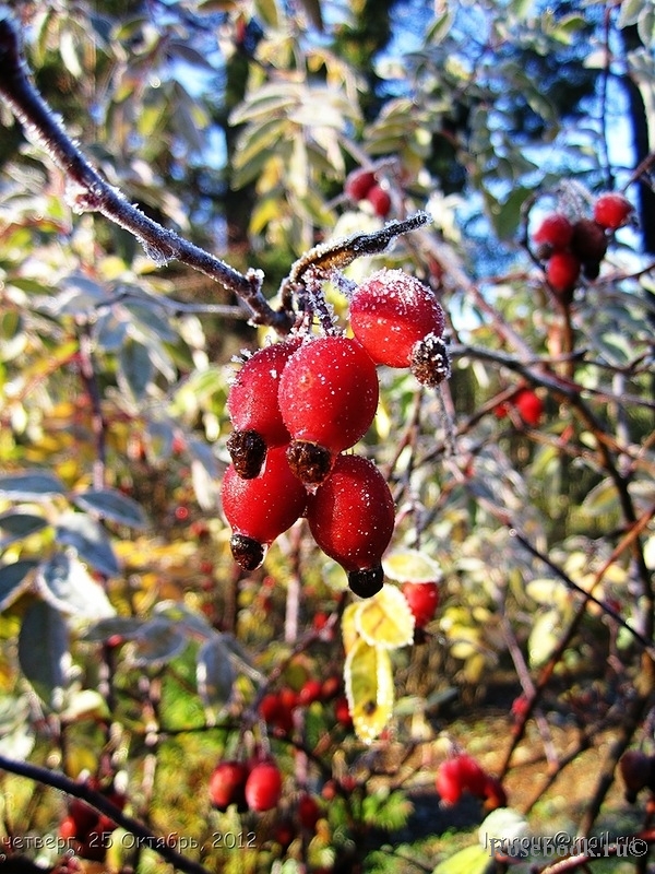 Rosa glauca 