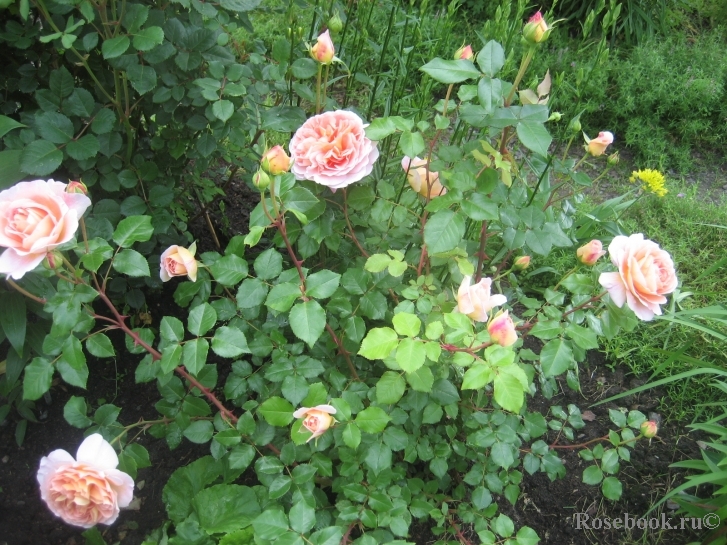 Abraham Darby