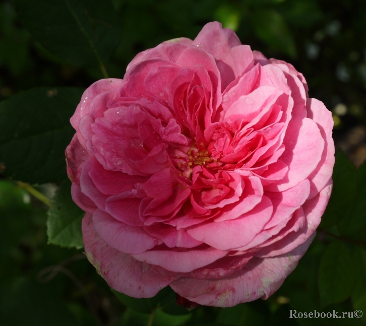 Gertrude Jekyll