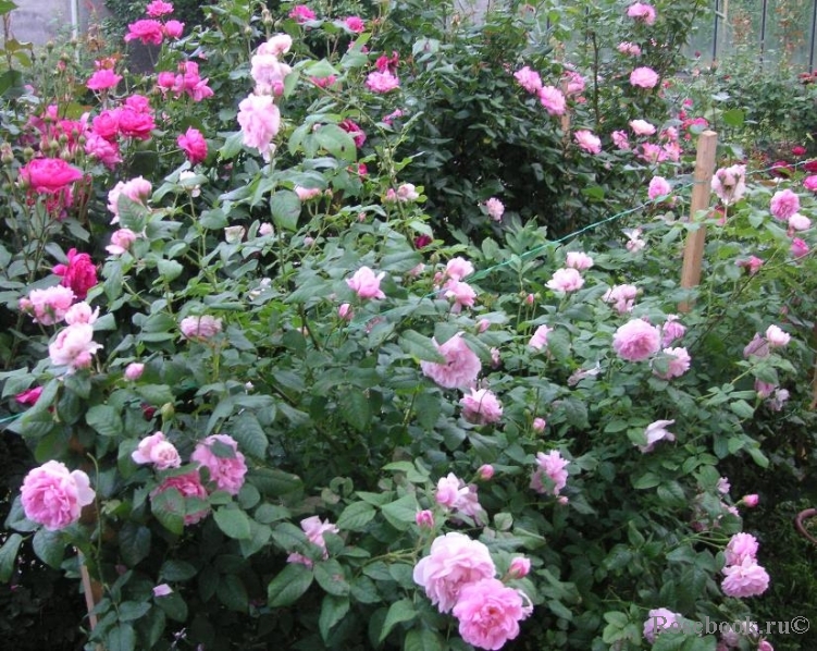 Cottage Rose 