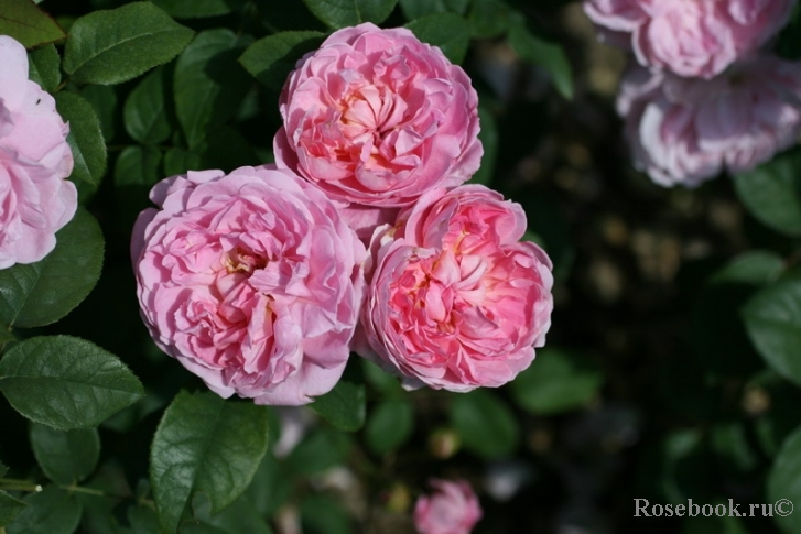 Cottage Rose 