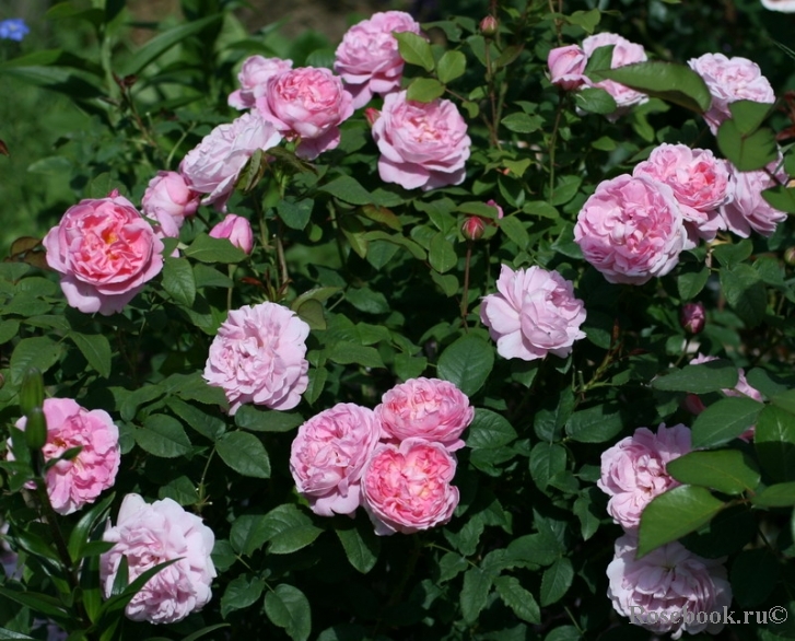 Cottage Rose 