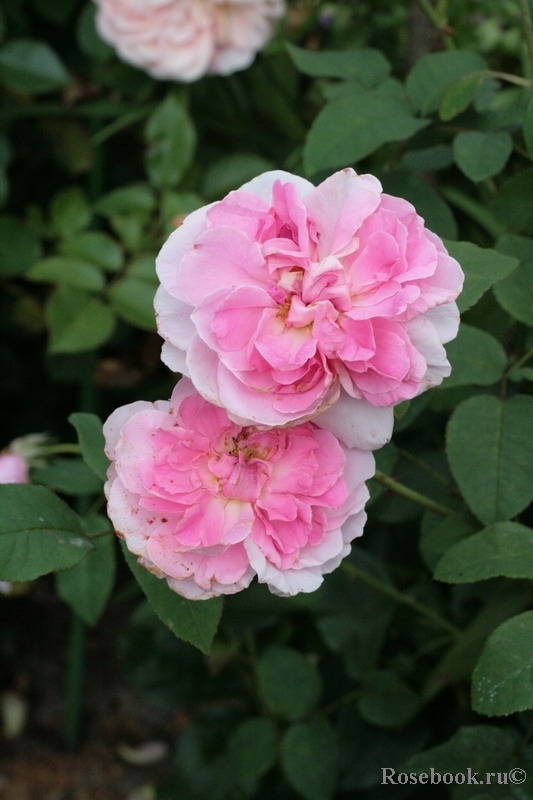 Cottage Rose 