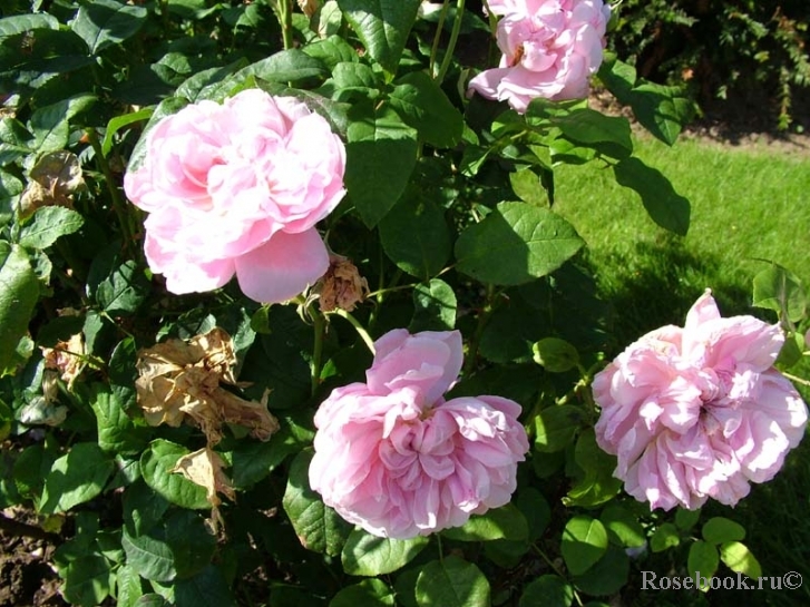 Cottage Rose 