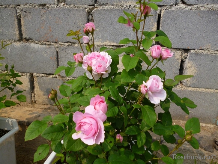 Cottage Rose 