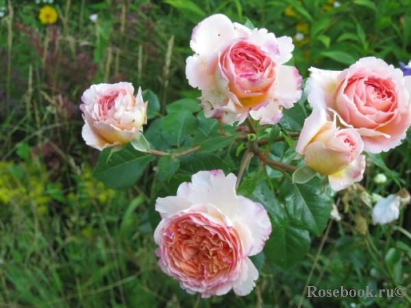 Abraham Darby