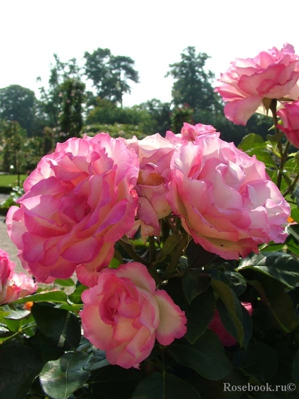 Bordure Rose 