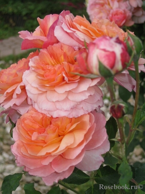 Rose de Gerberoy ®