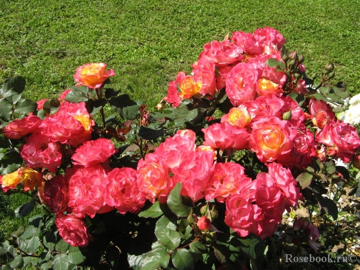 Marseille en Fleurs