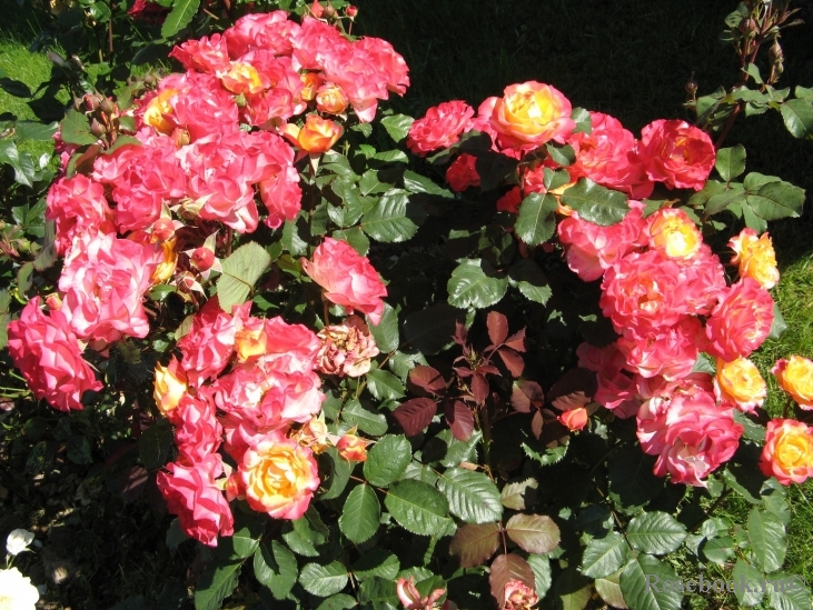 Marseille en Fleurs