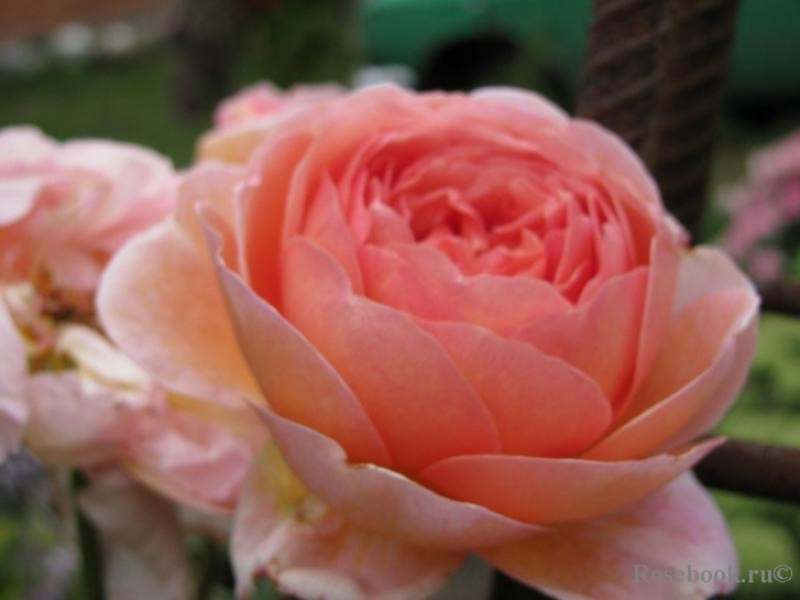 Abraham Darby