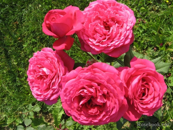 Johann Wolfgang von Goethe Rose®