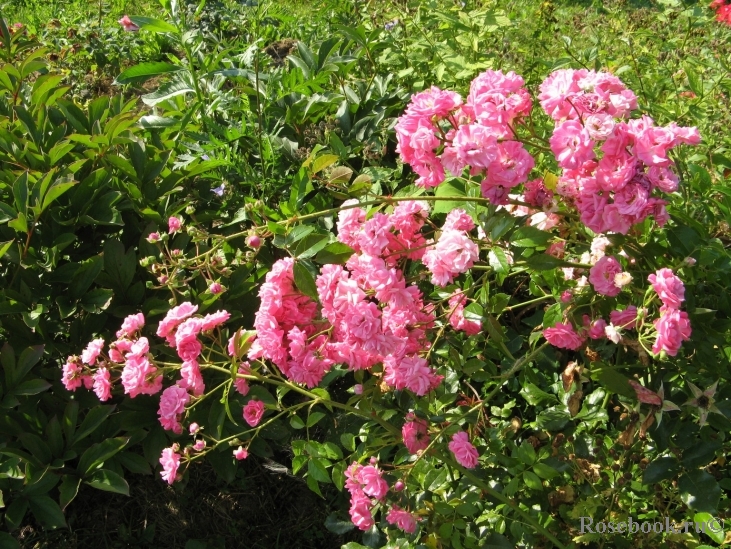 Deutsches Rosarium Dortmund