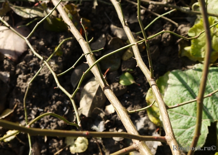 Rosa multiflora