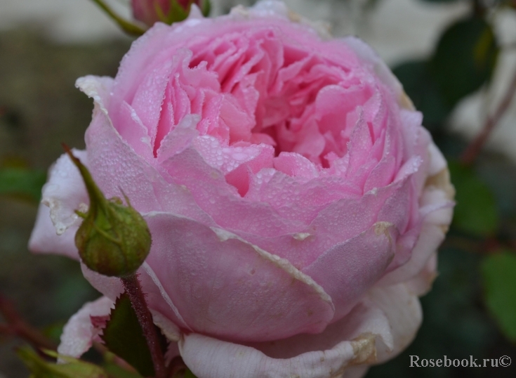 The Wedgwood Rose