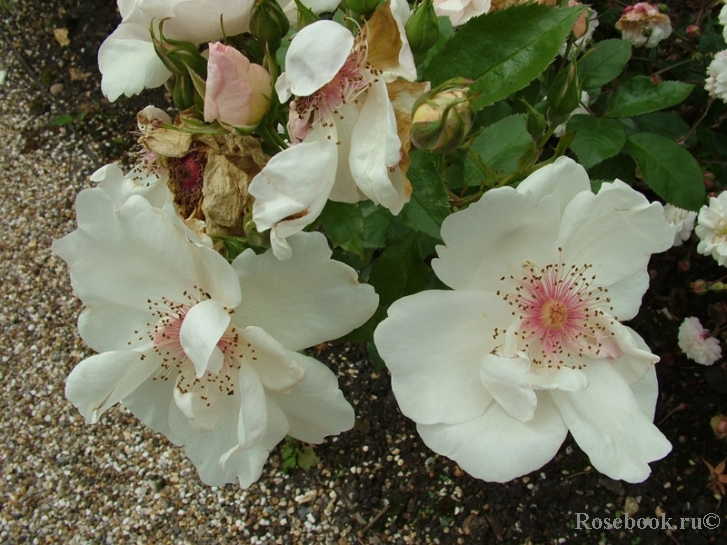 Jacqueline du Pre 