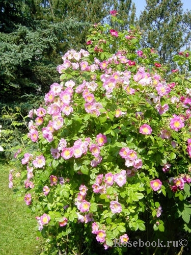 Rosa eglanteria 